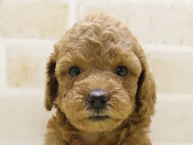群馬県のトイプードル(トイ) (ペッツワン伊勢崎店/2025年4月8日生まれ/男の子/レッド)の子犬